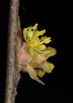 Southern spicebush <BR>Pondberry